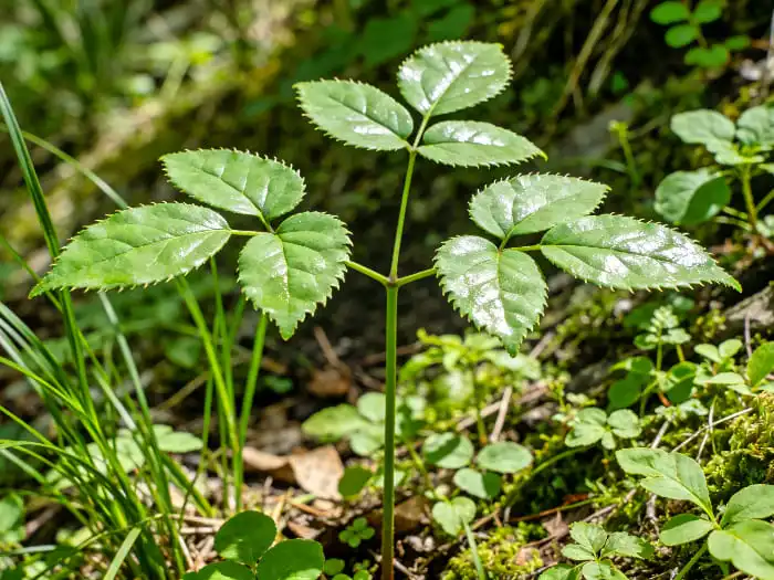 Epimedium Extract for Athletes: Stamina & Performance